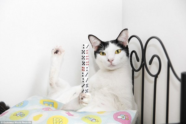 Малазійський кіт Бібі здатний утримати на лапі споруду з десяти гральних кісток