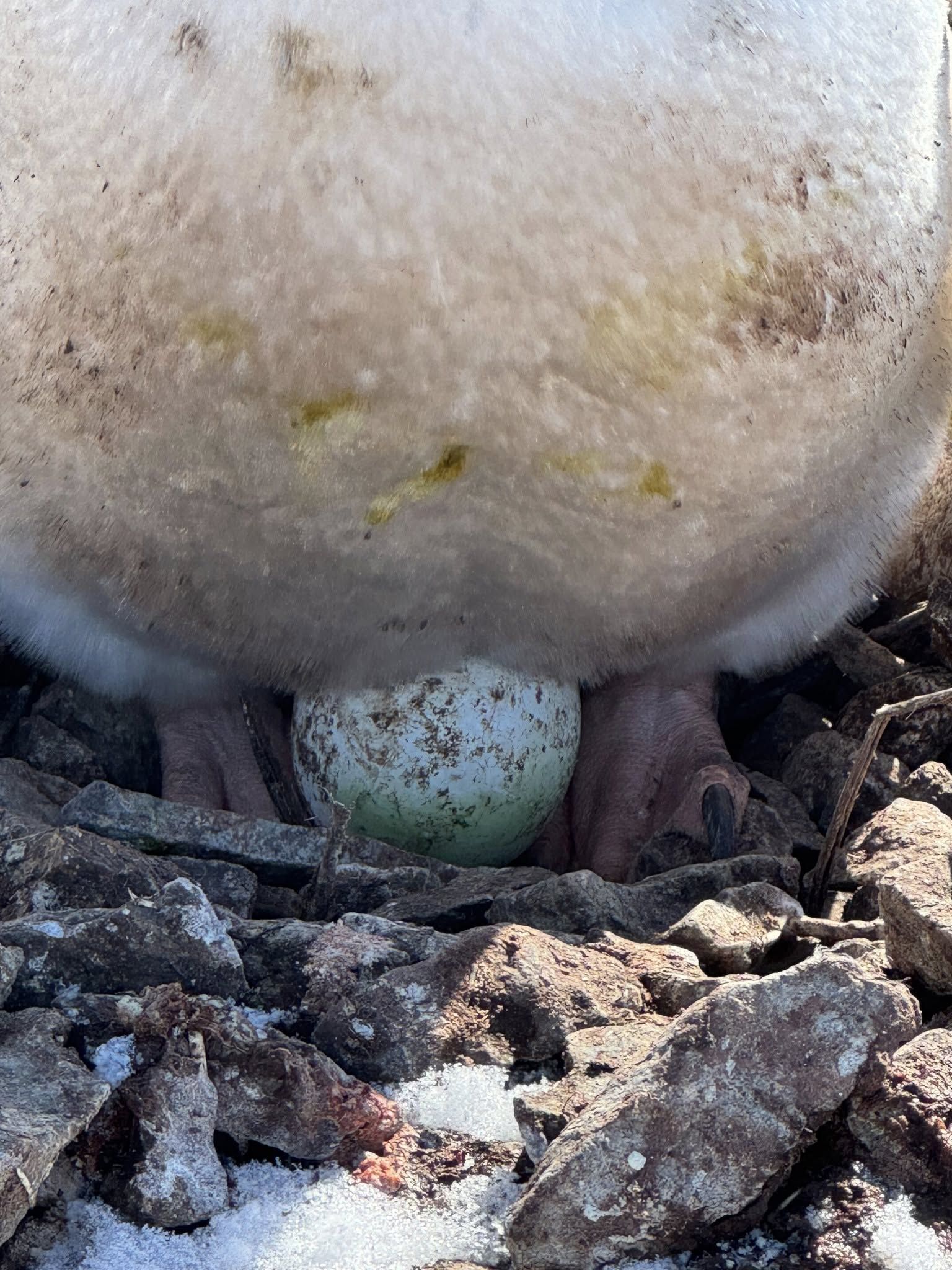 Яйце пінгвіна