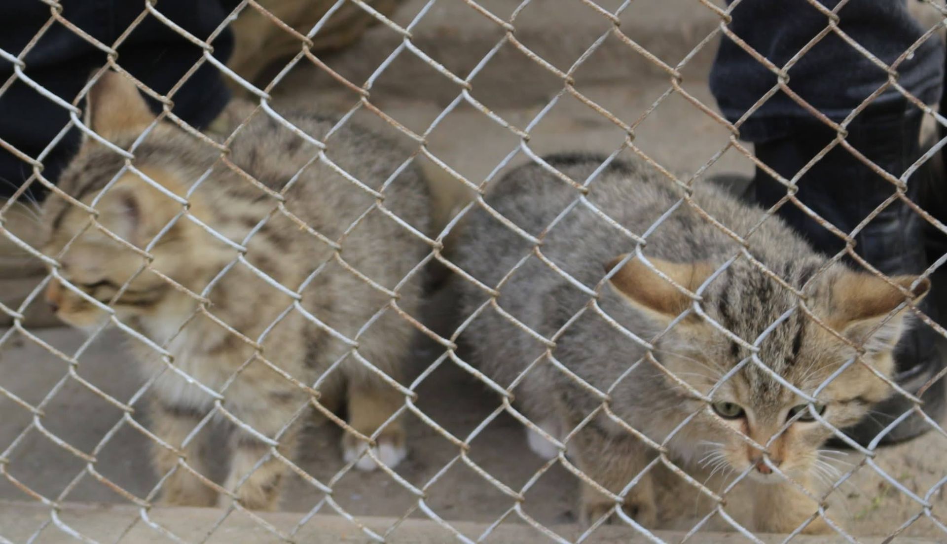 Кошенята лісового кота