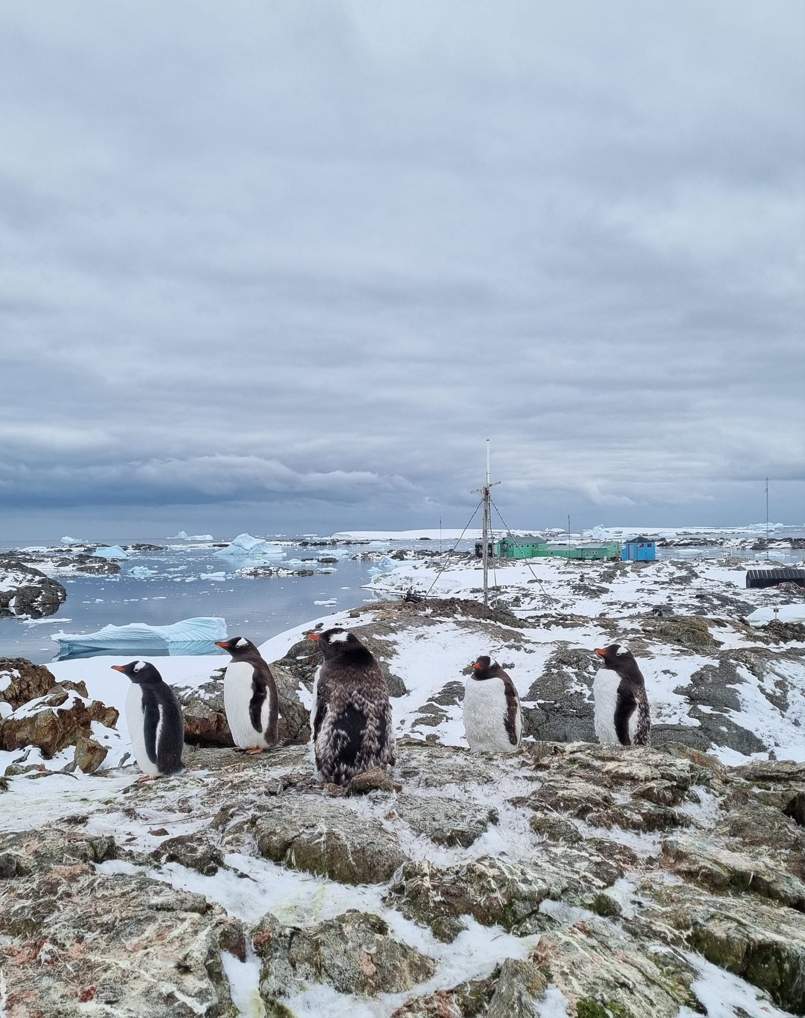 Популяція пінгвінів збільшилась вдвічі