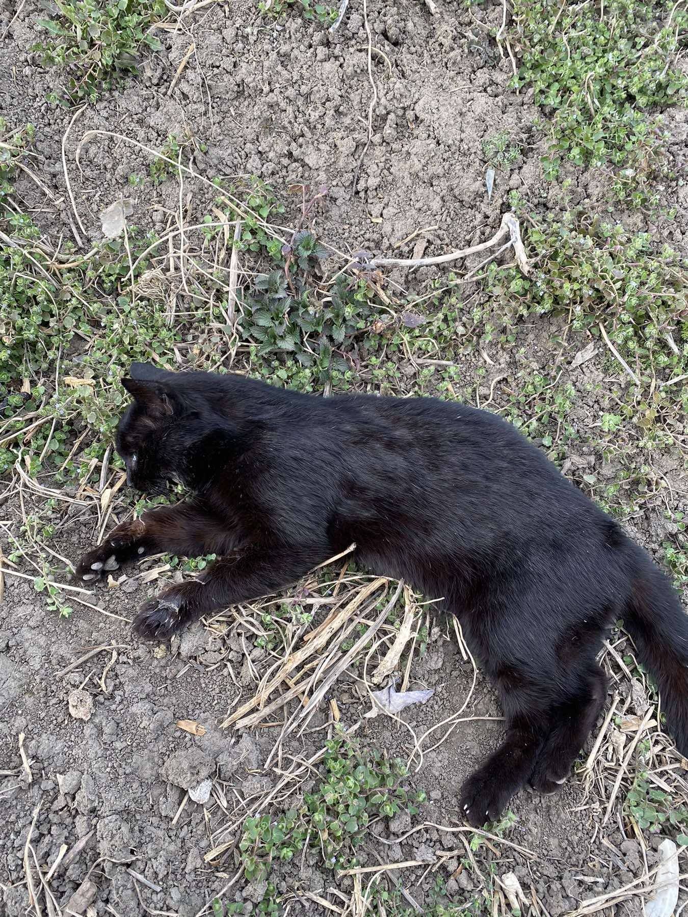 Тіло кота, якого знайшли мертвим