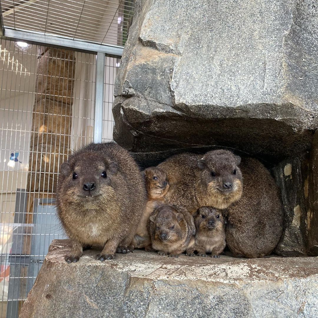 rock hyrax in Japan