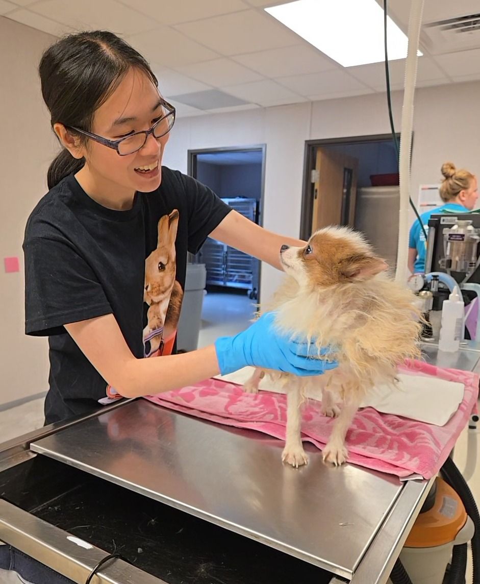 Care on the dog