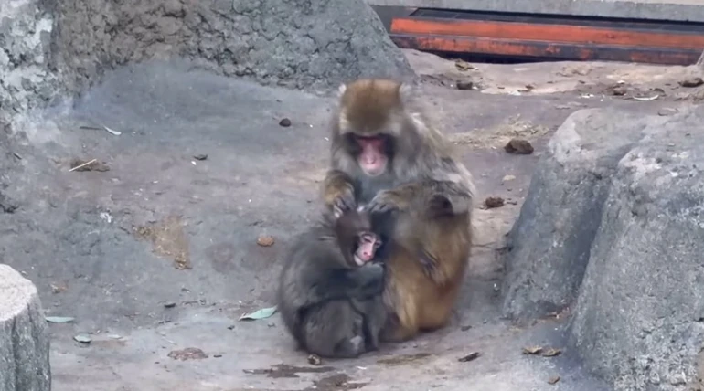 Ось фото Панча з новим старшим другом