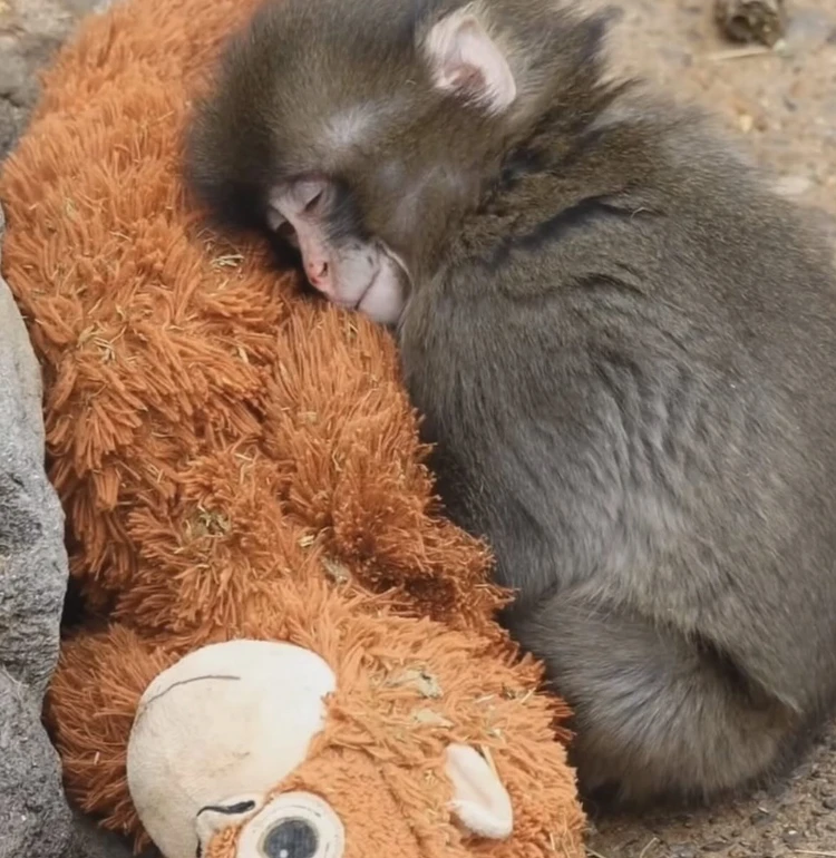 У зоопарку дитинчаті дали іграшкового орангутана