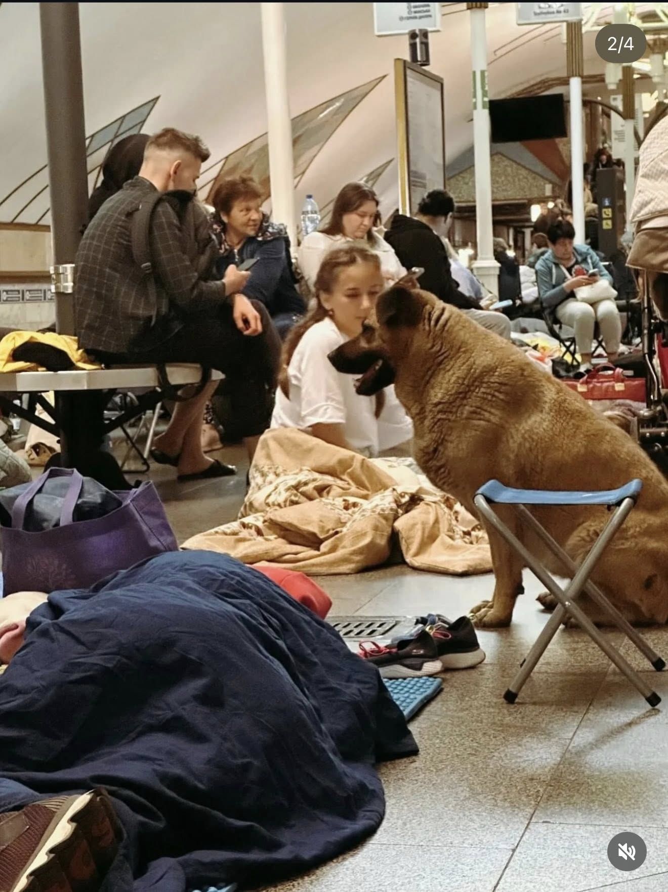 Собака в метро