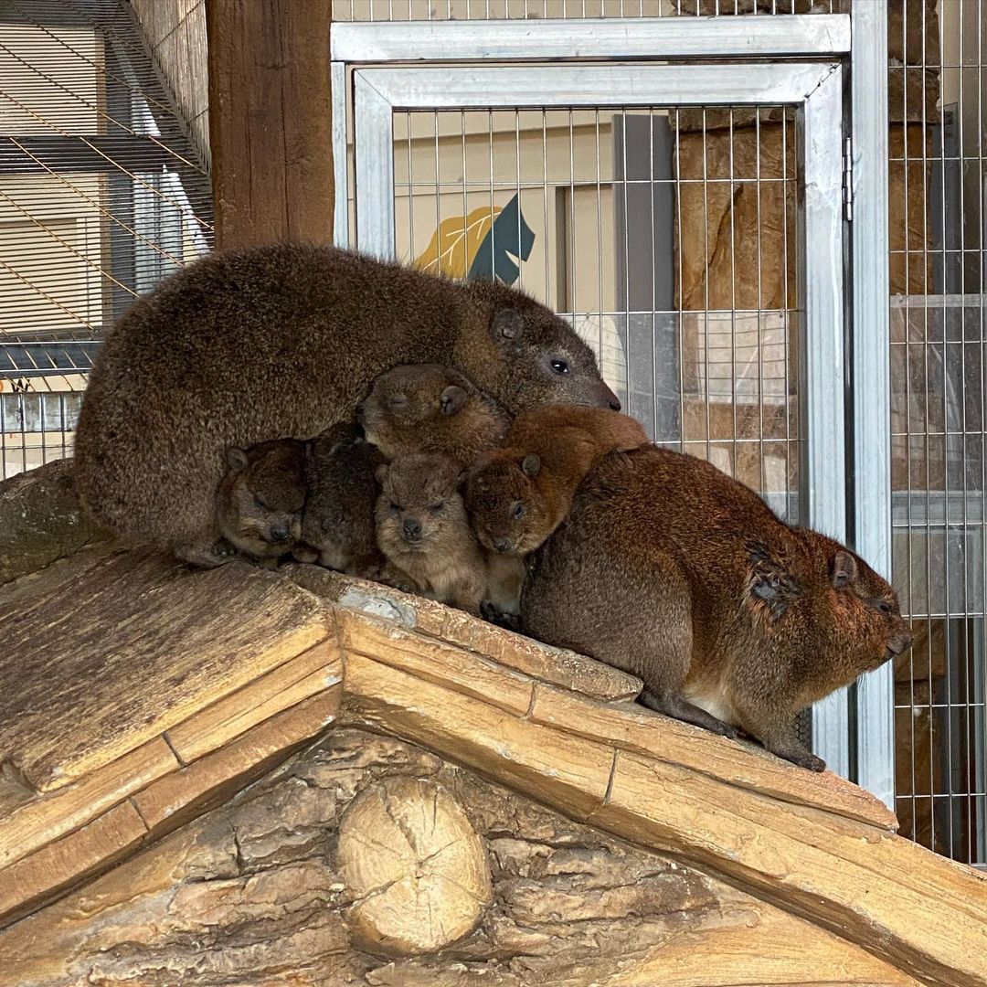 rock hyrax cuddle