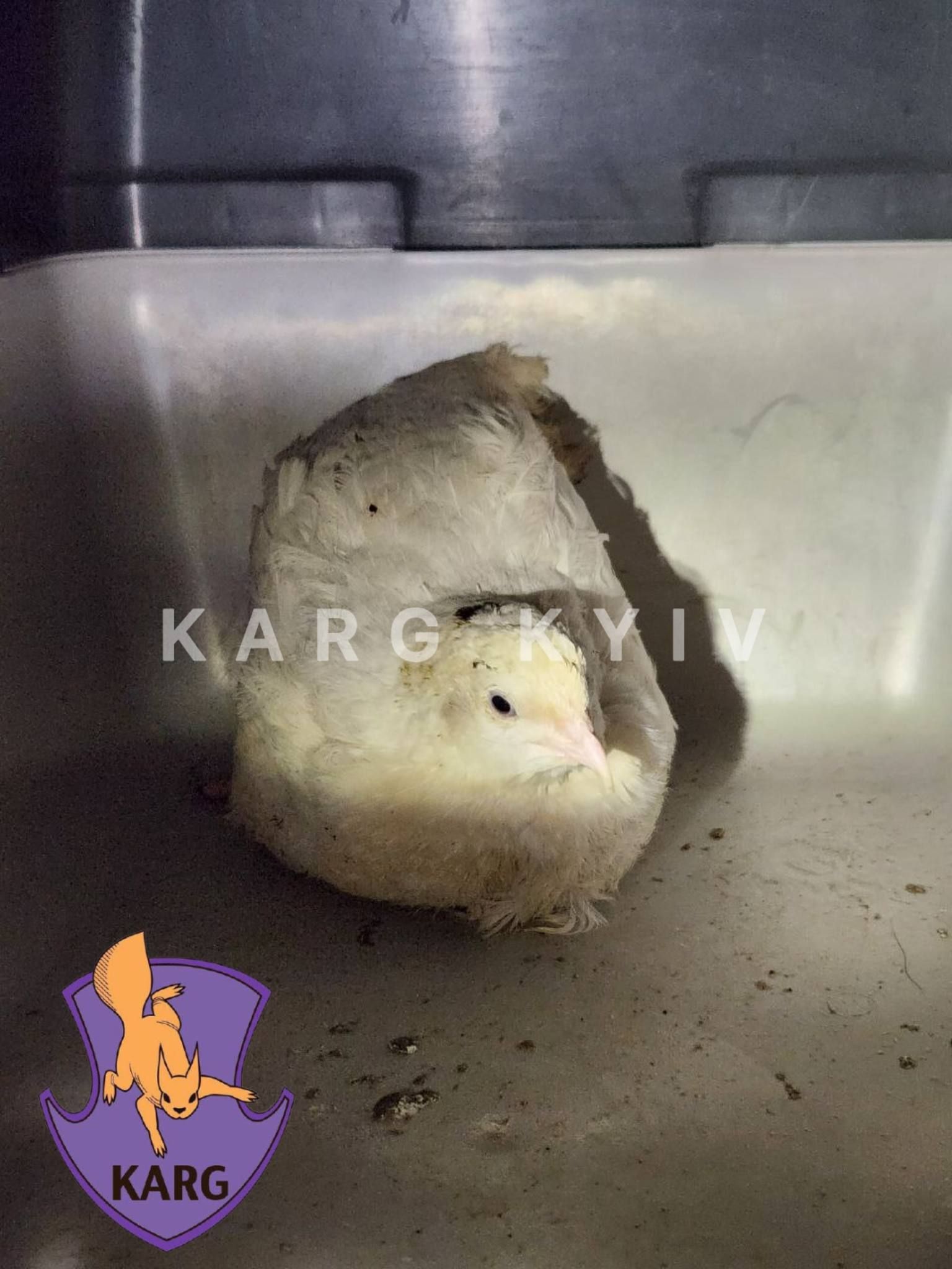 Знайдена пташка