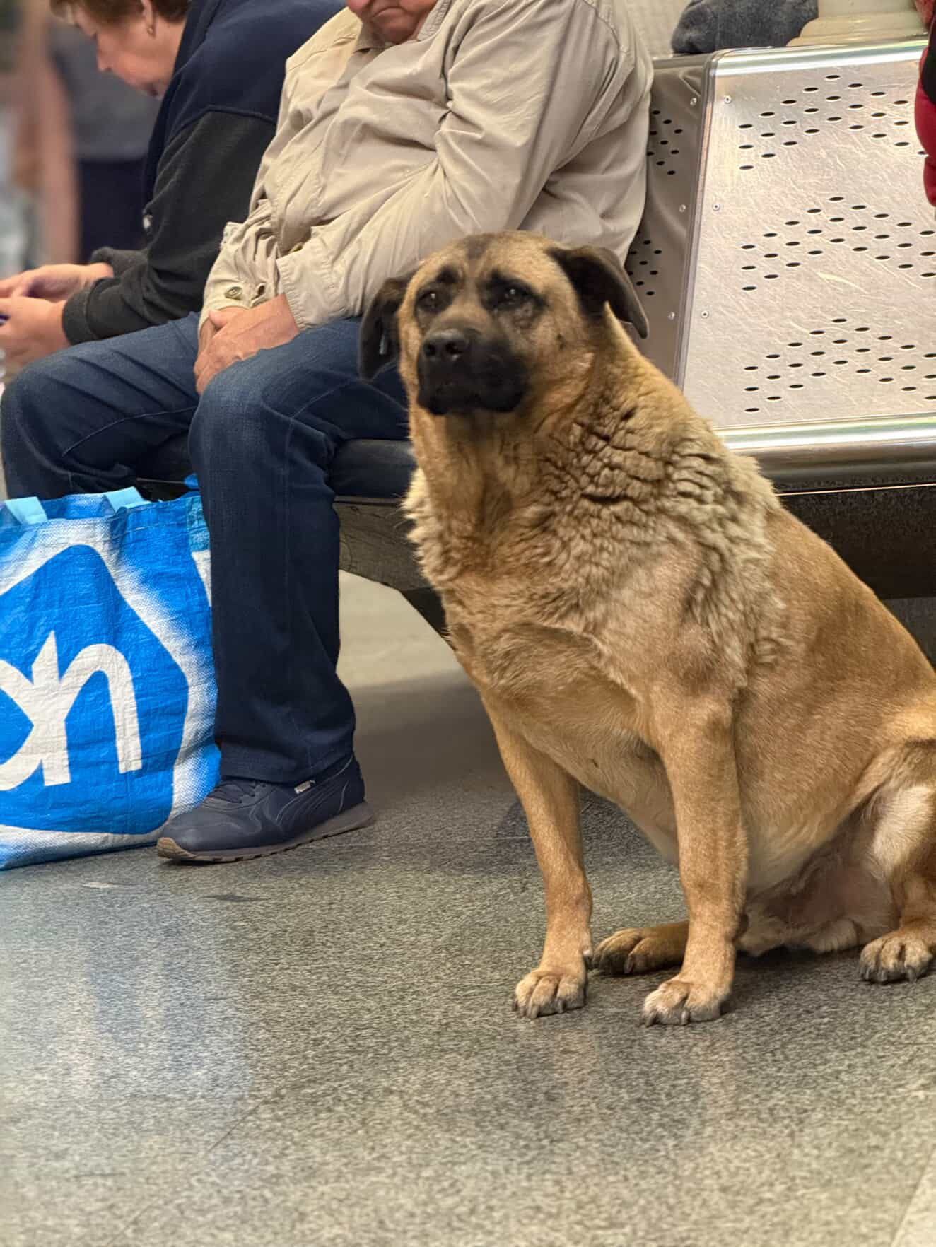 Пес Міша з Києва