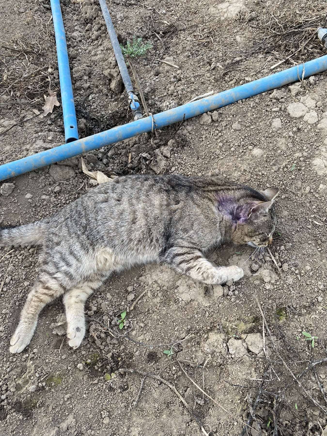 Отруєння домашніх улюбленців