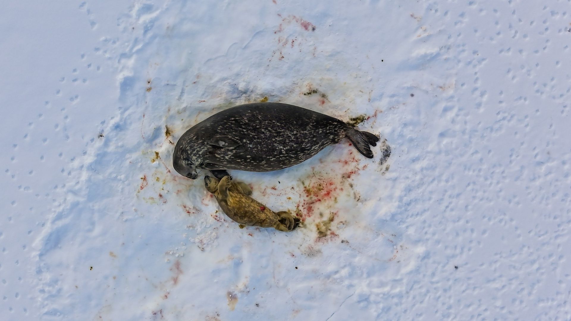 Вигодовування триває близько трьох місяців.