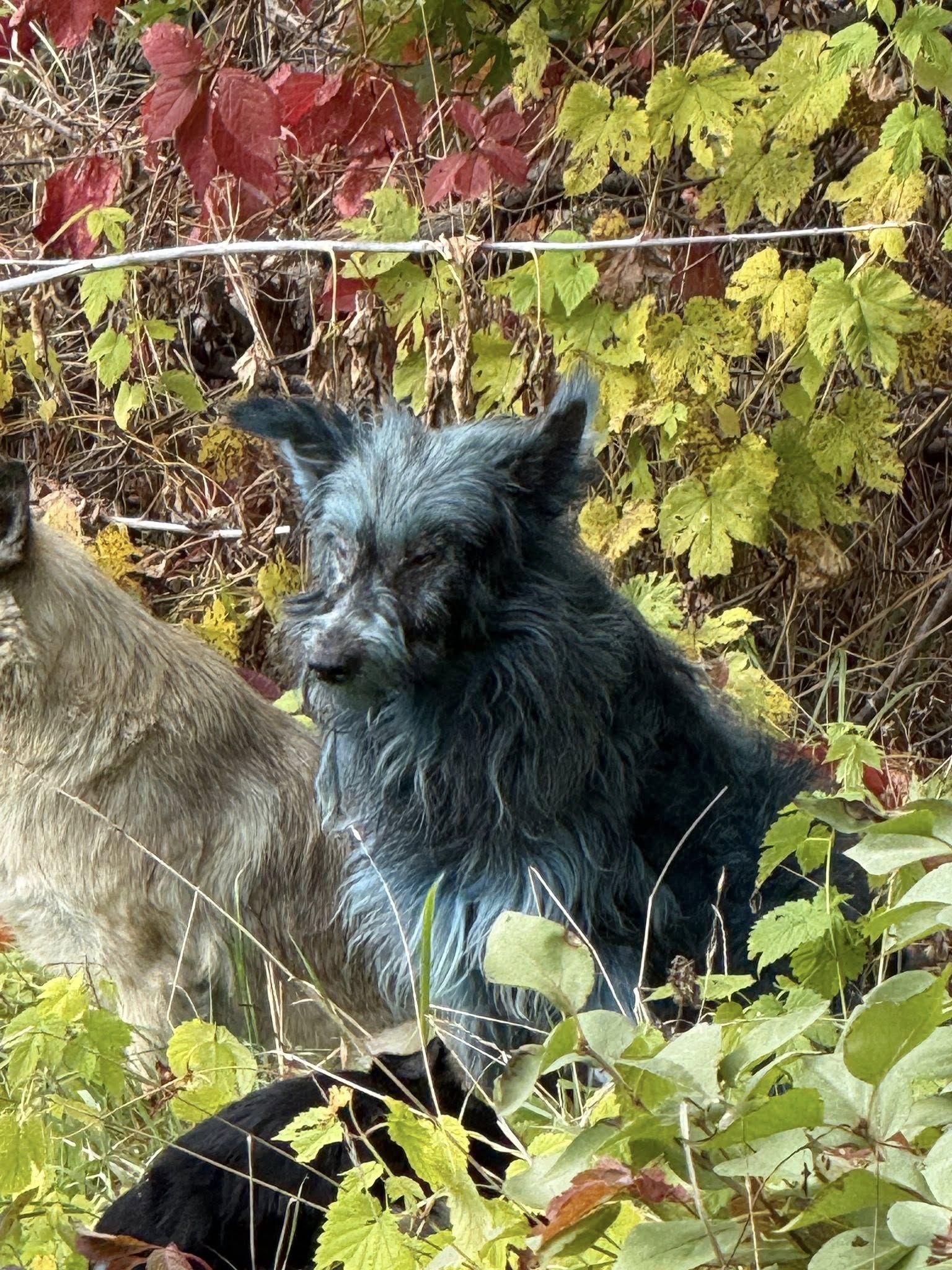 Собака в зоні відчуження