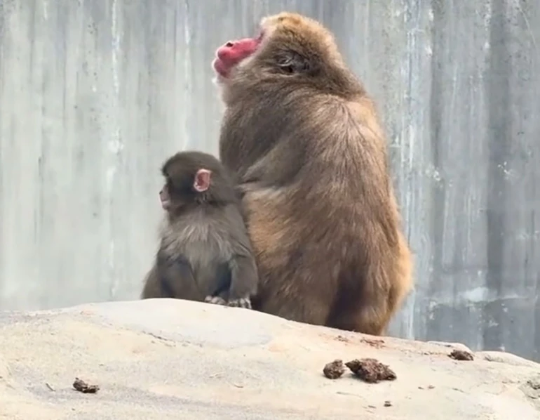 Оновленнями про Панча в соцмережах діляться і відвідувачі, і доглядачі