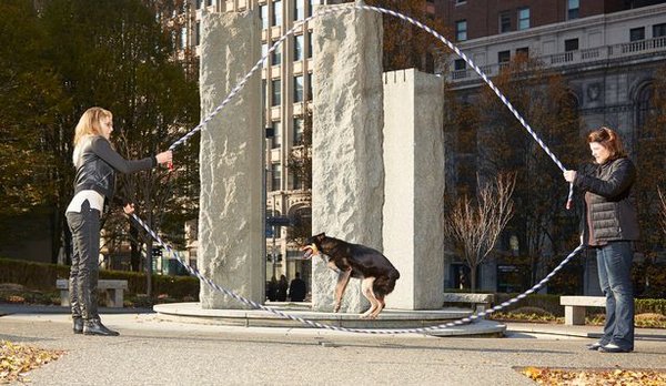 Дворічний собака Джеронімо, стрибаючи через дві скакалки, за одну хвилину здатен зробити 113 стрибків
