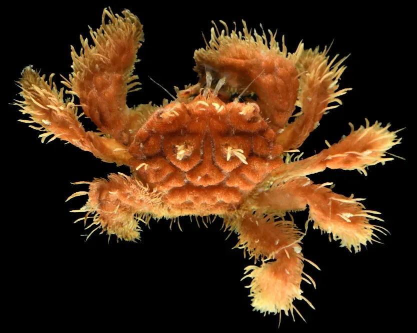 Волохатий краб