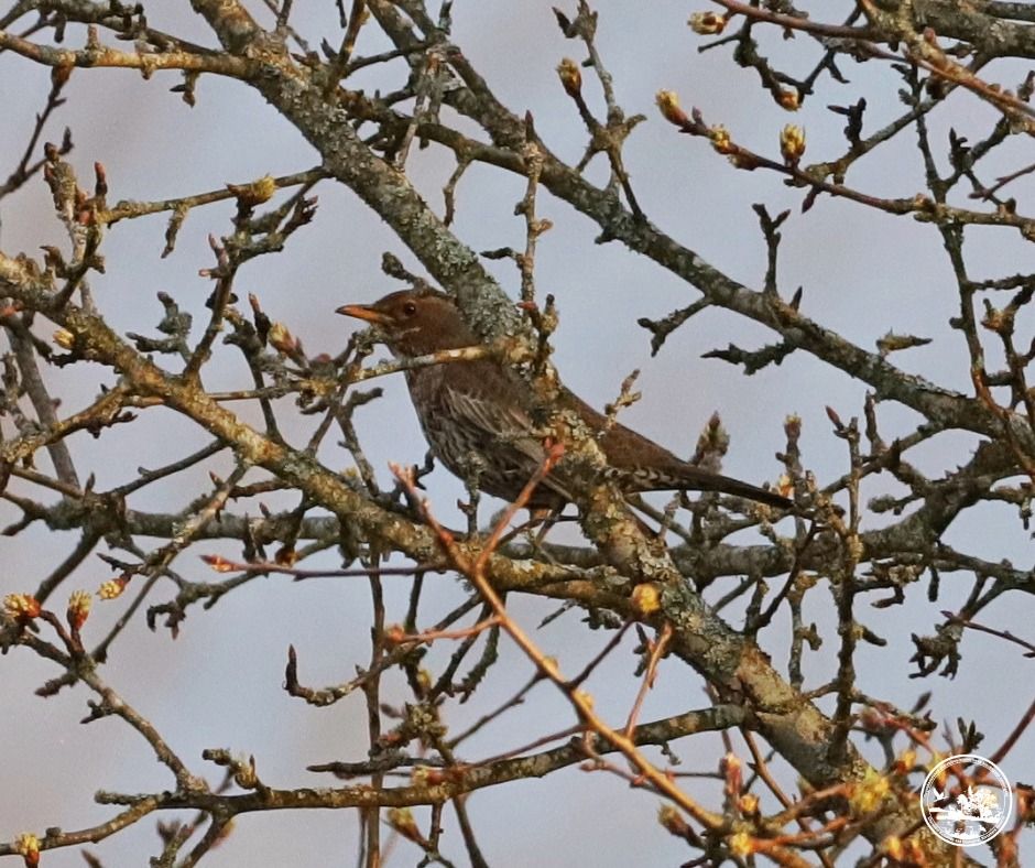 Дрізд сидить на дереві