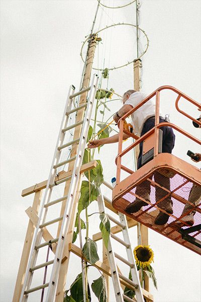 Висока рослина