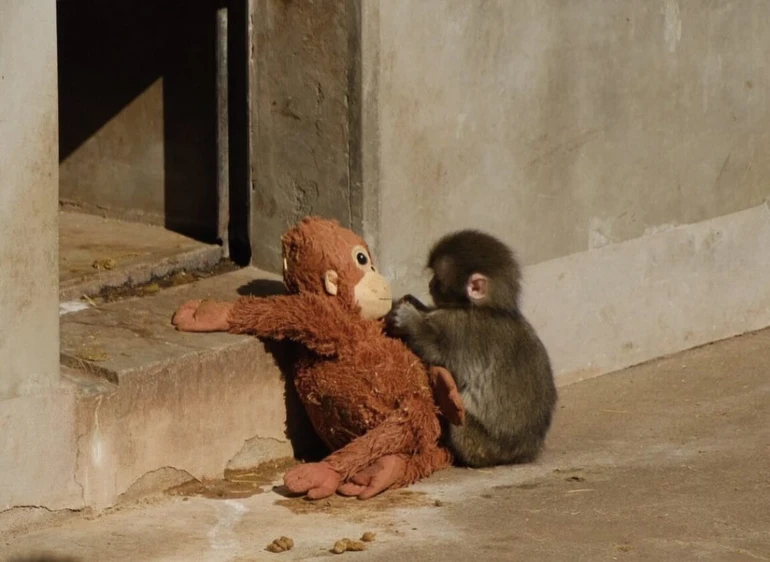 Українці навіть жартома пропонували забрати Панча з Японії