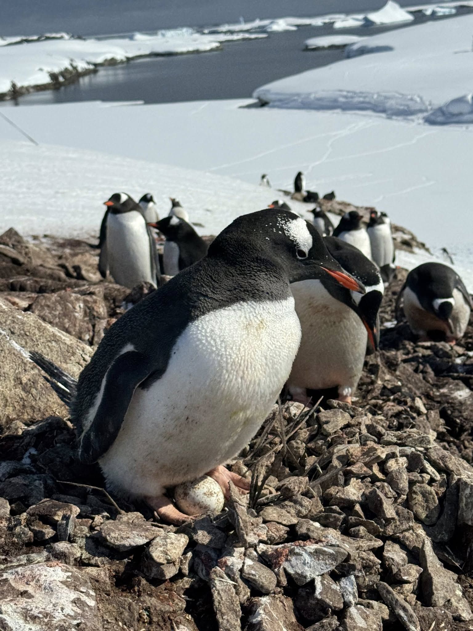 Пінгвіни в Антарктиді