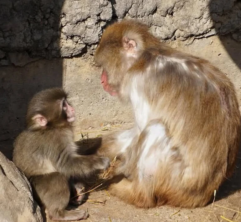 Дивіться, як Панч знаходить друзів!