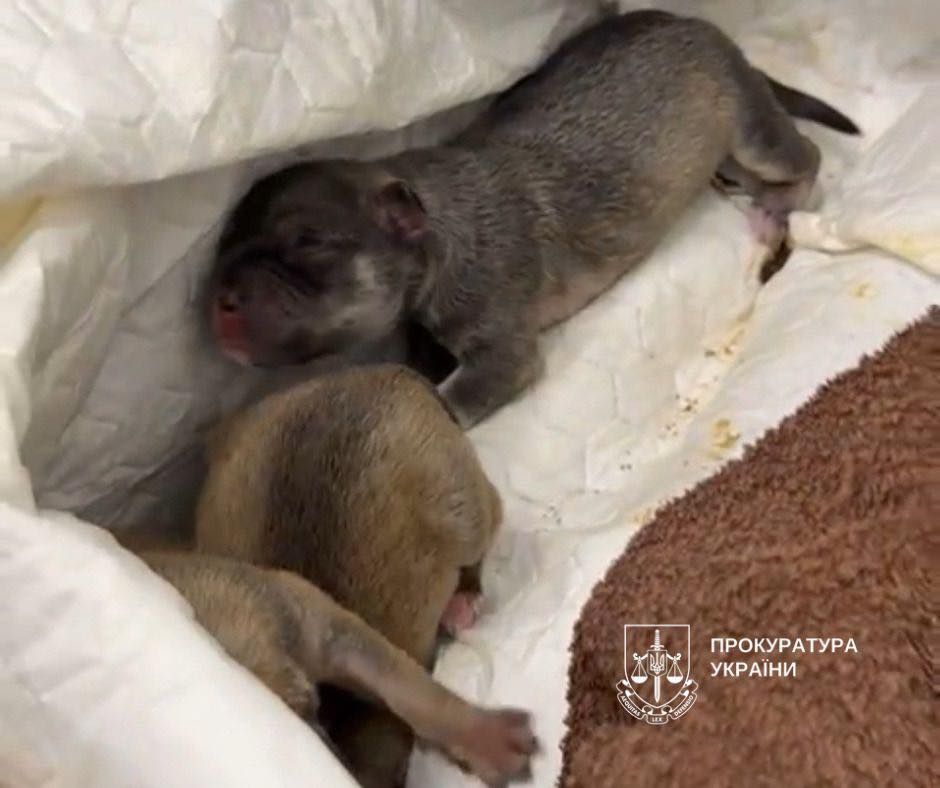 Новонароджені цуценята