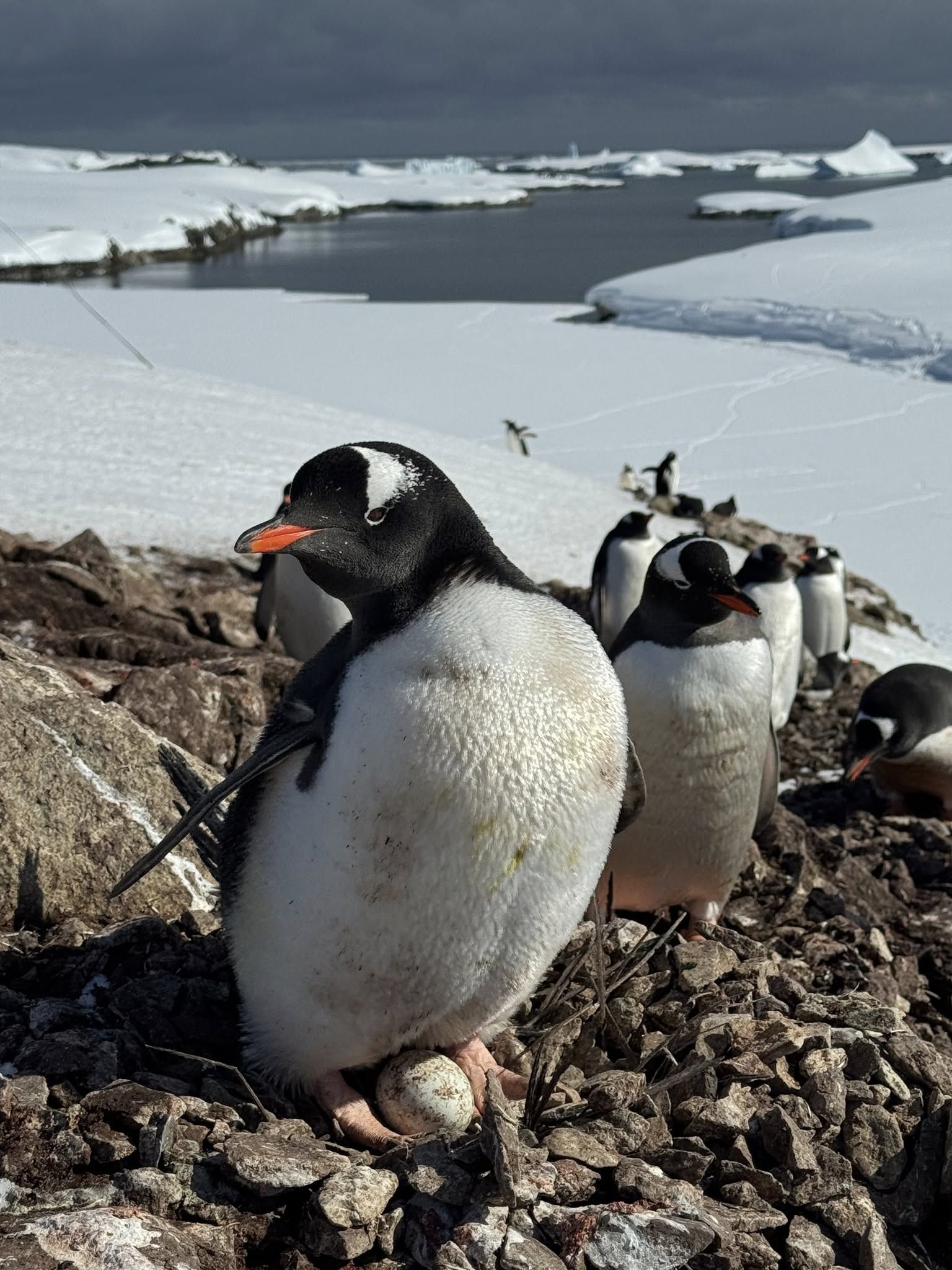 Пінгвін висиджує яйце