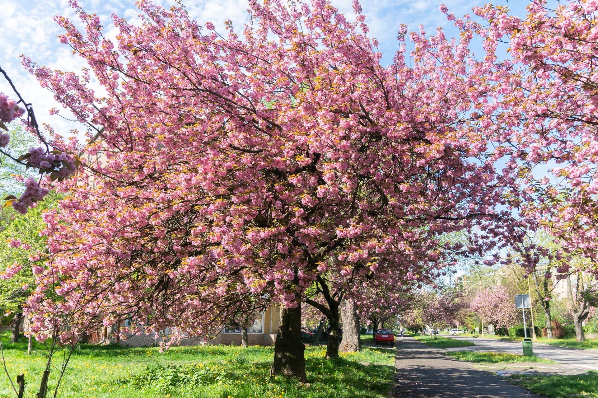 Ужгородські сакури