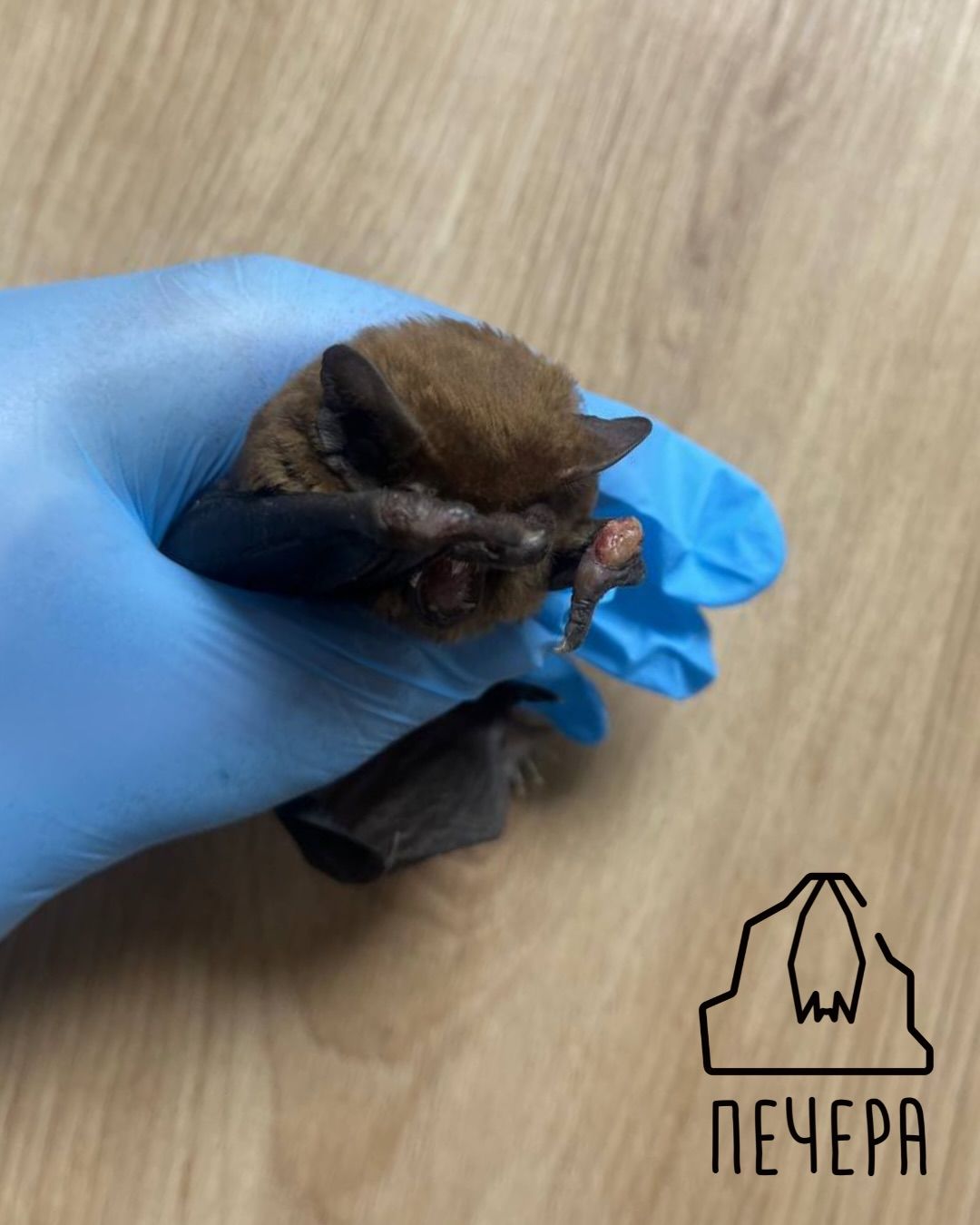 Кажан у центрі порятунку