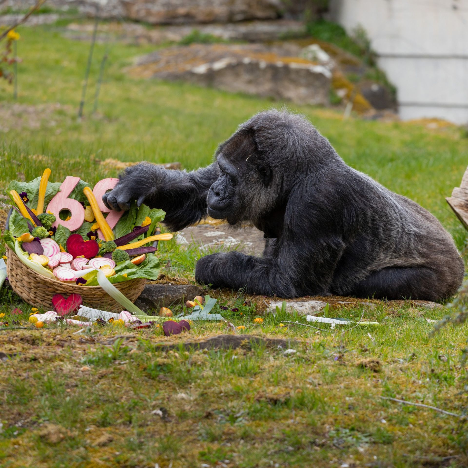 Найстаріша горла в зоопарку