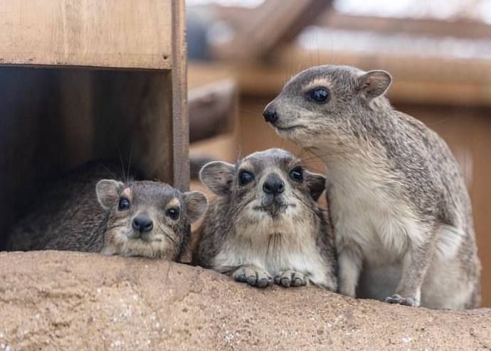 Bush hyrax