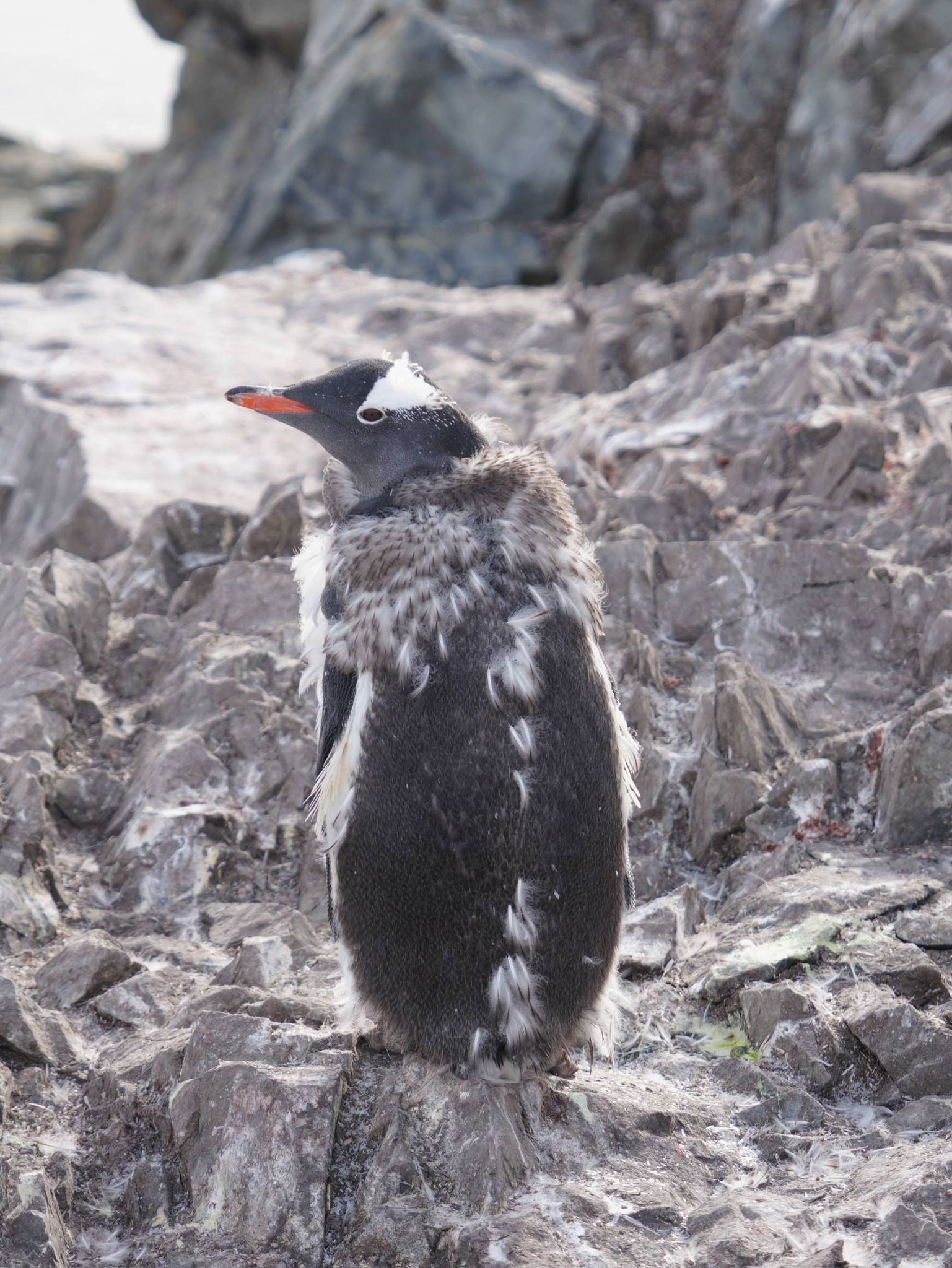 Пінгвін в Антарктиді