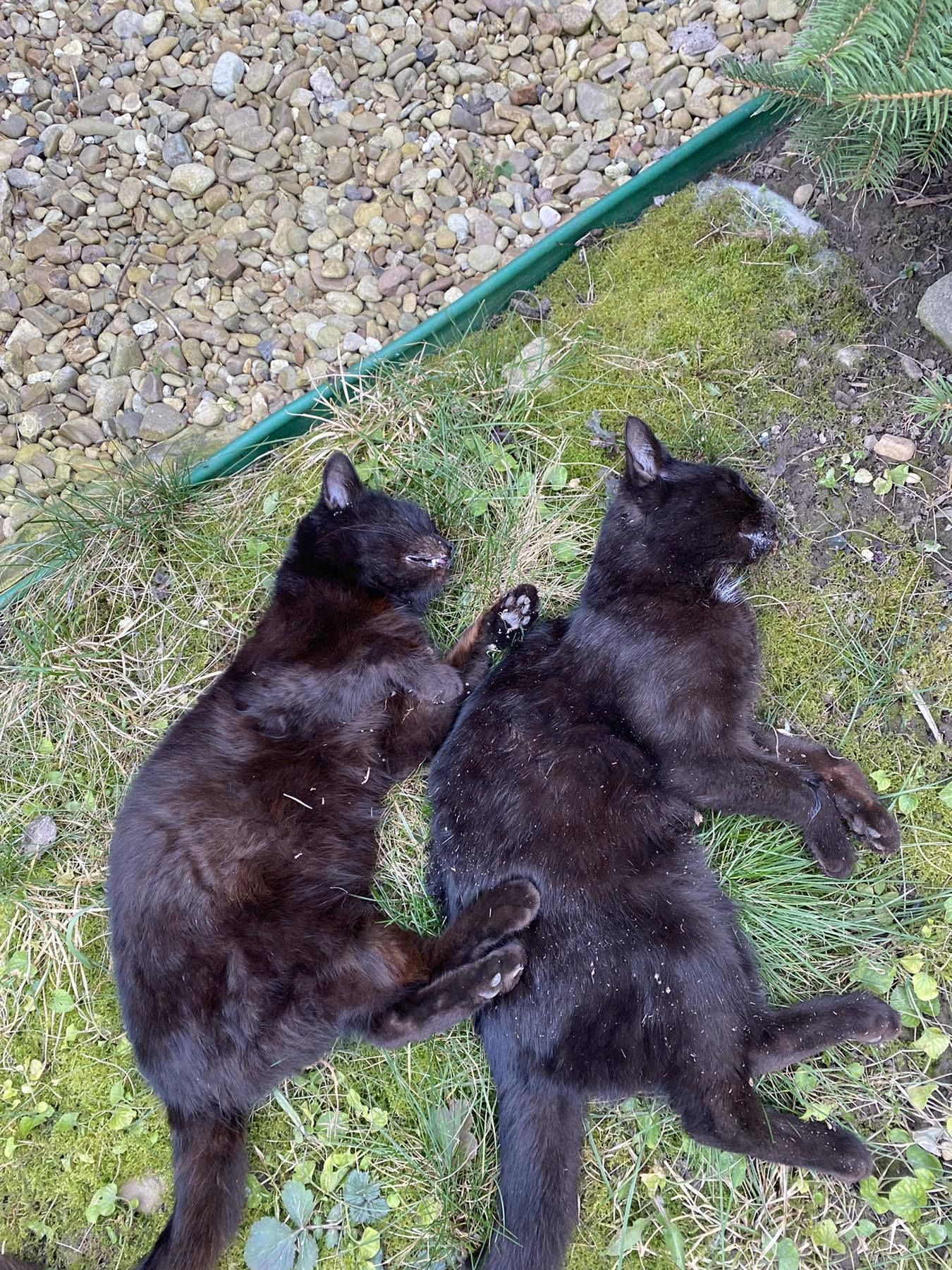 Двоє мертвих котів