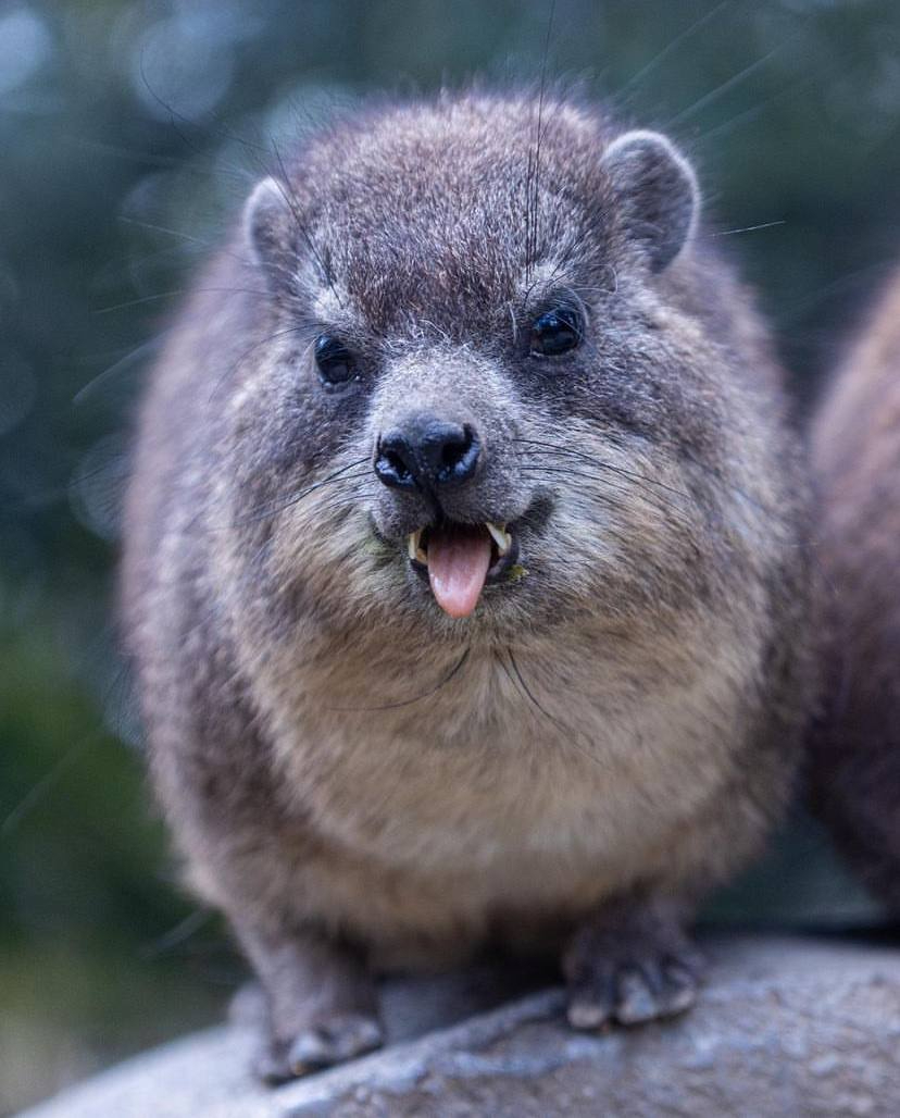 Rock hyrax