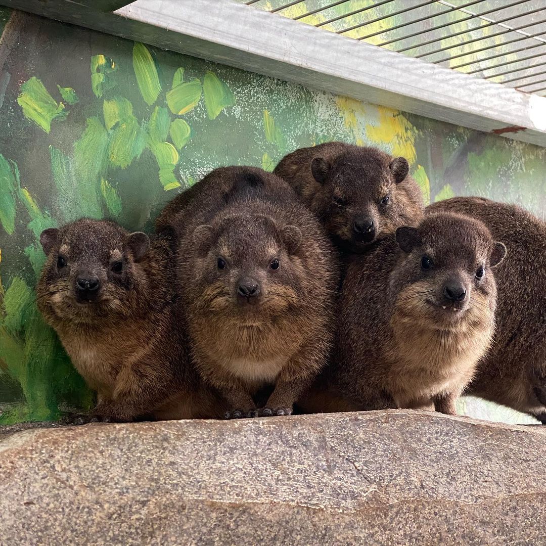 rock hyrax pile