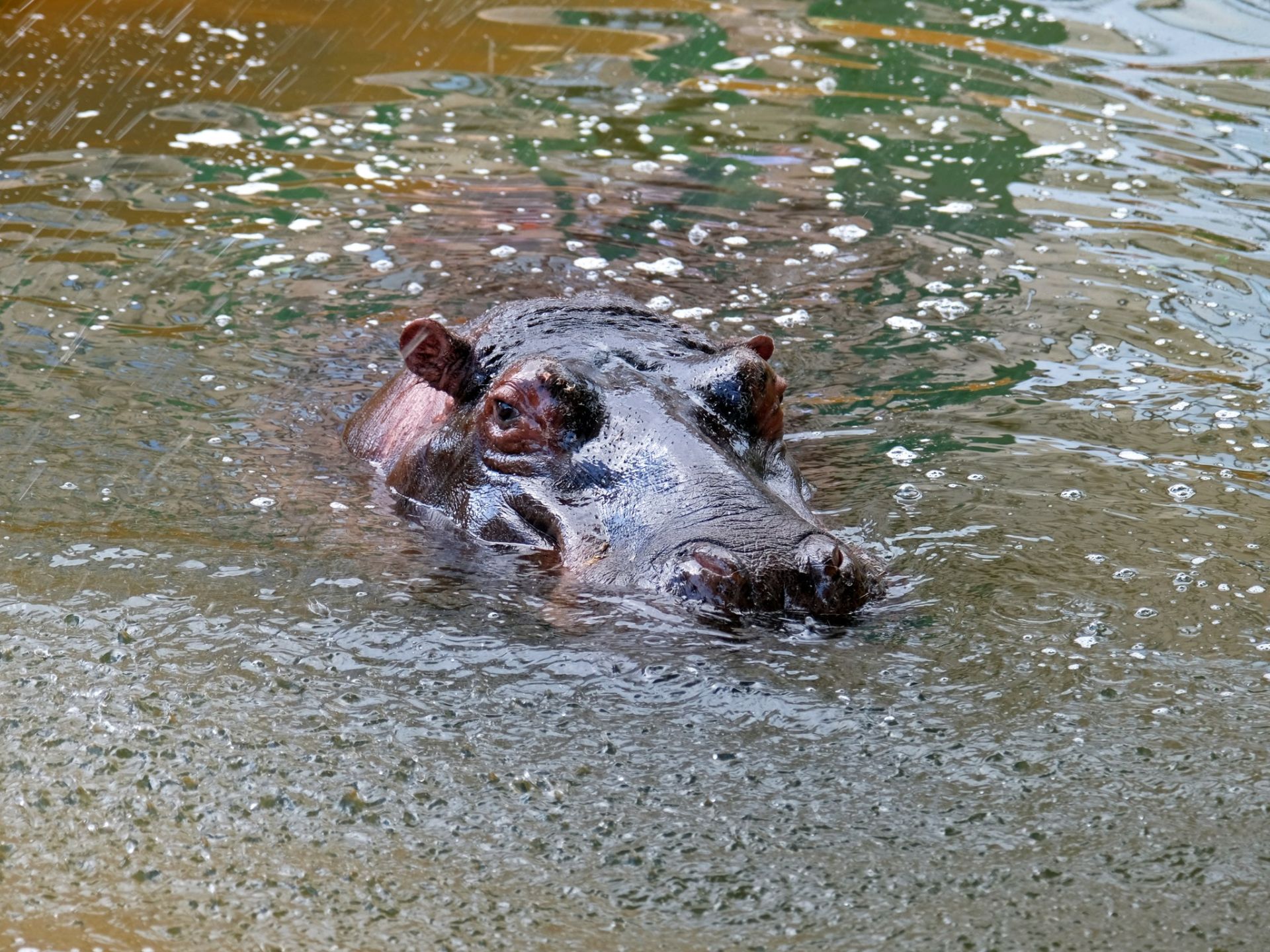 Бегемот у воді
