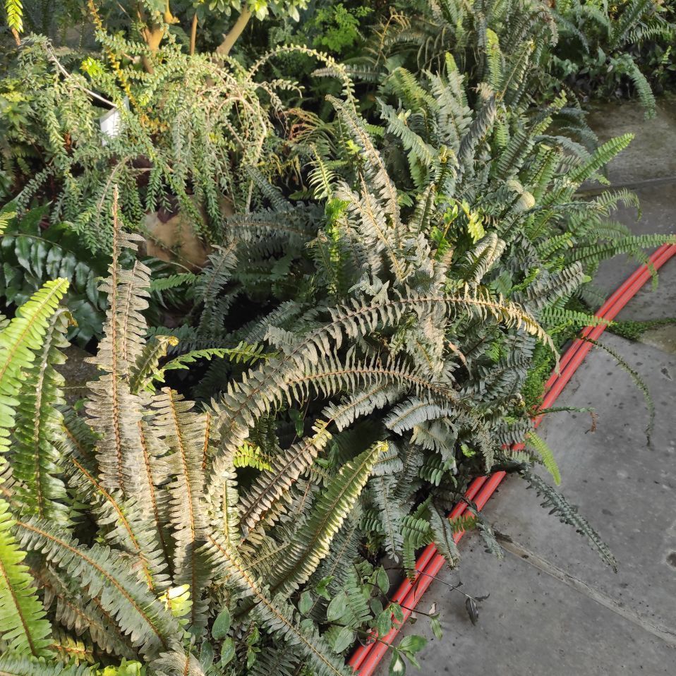 Рослини страждають через блекаут