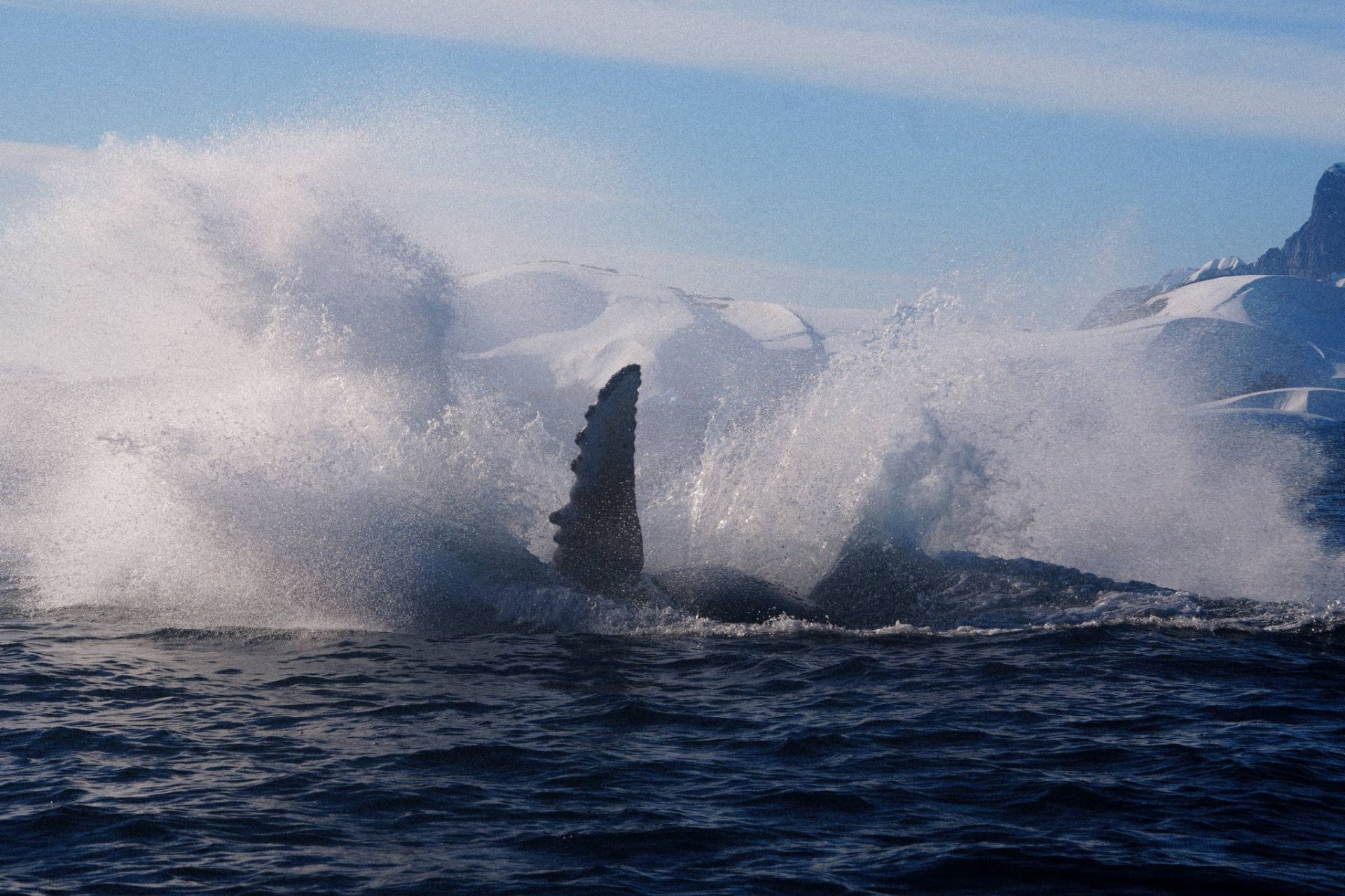 Бризки від стрибка кита