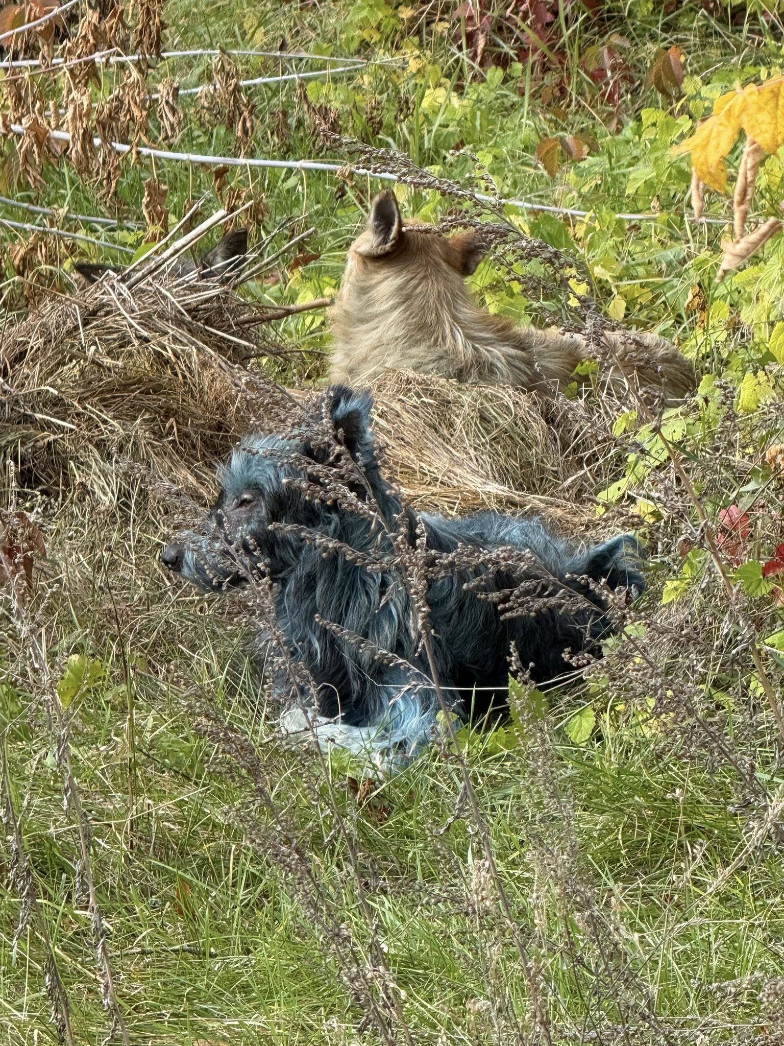 Зграя собак у Чорнобилі