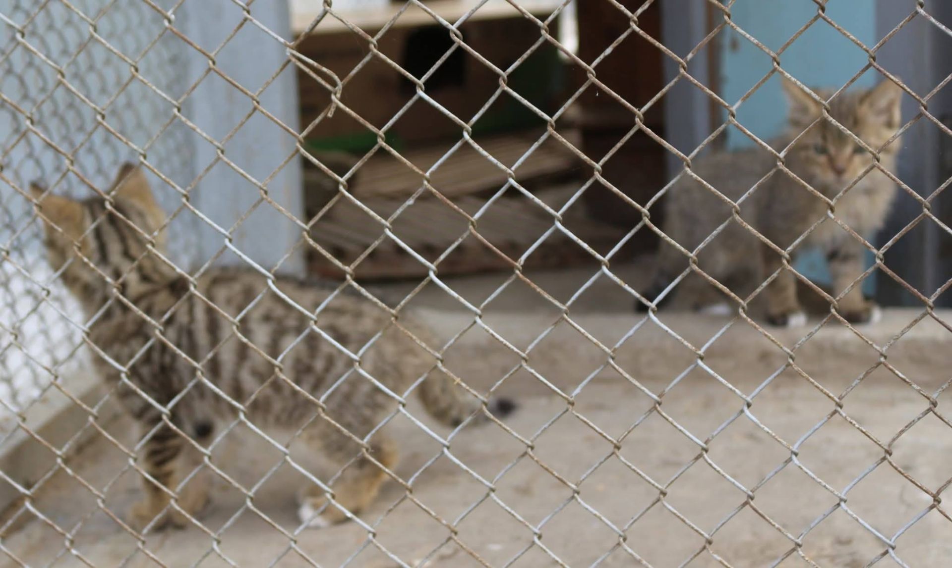 Врятовані лісові коти