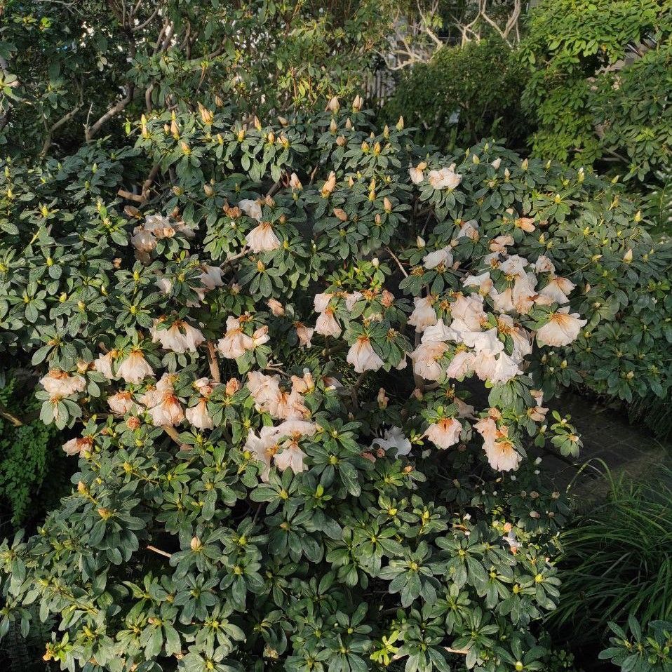 Зів'ялі рослини