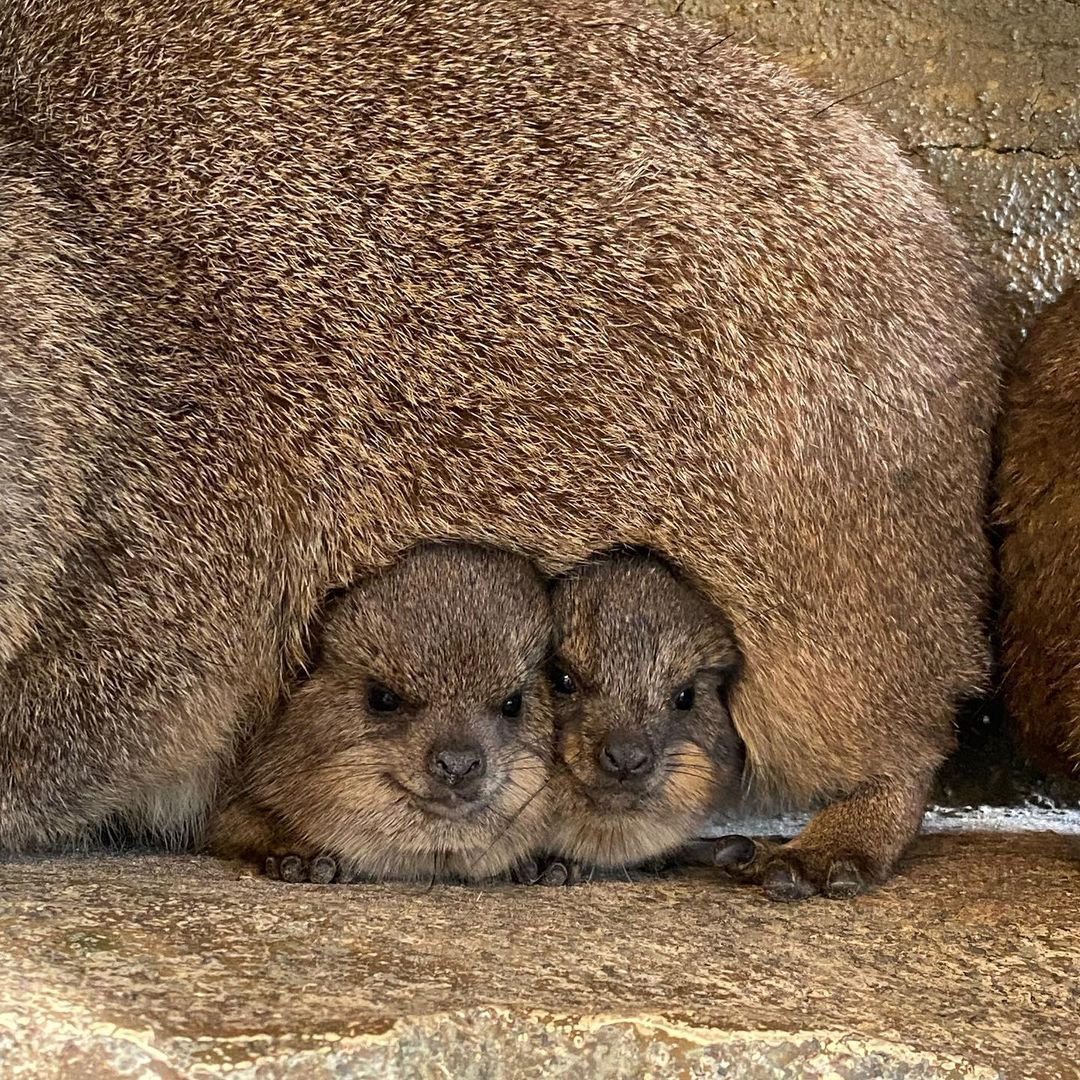 rock hyrax pups