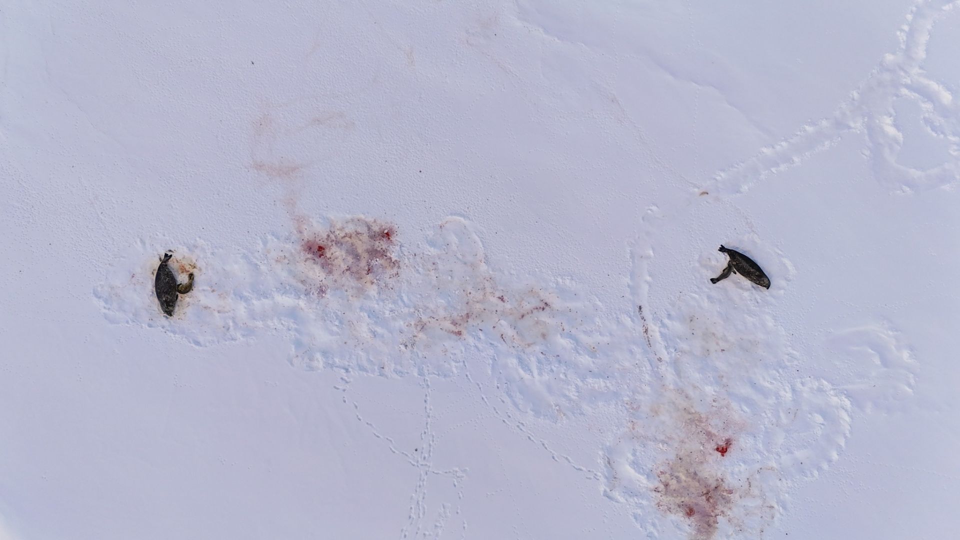 Перші новонароджені тюленятка Ведделла нинішнього року.