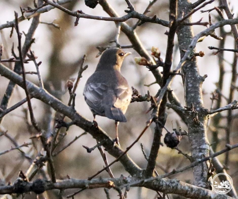 Дрізд гірський ззаду