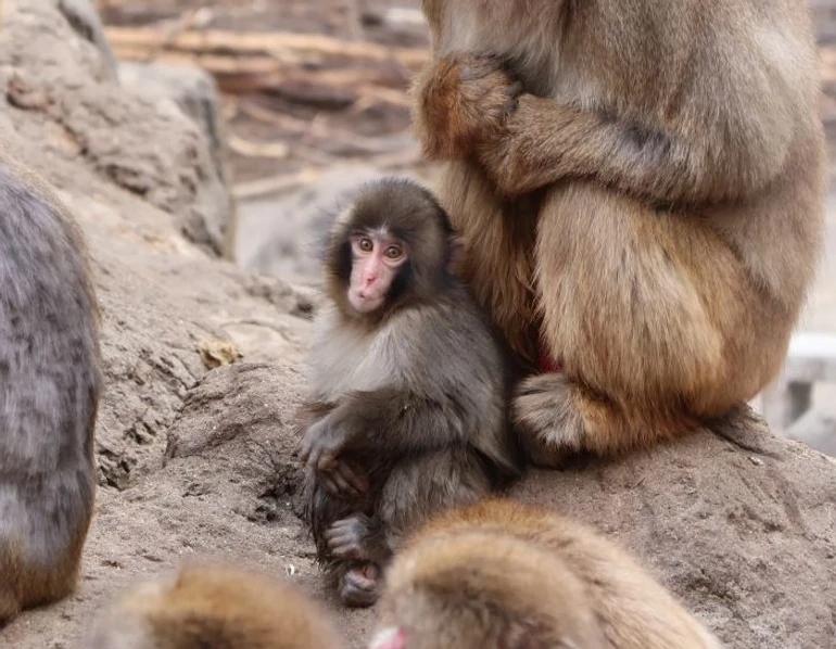 Втім, Панч уже почав соціалізуватися
