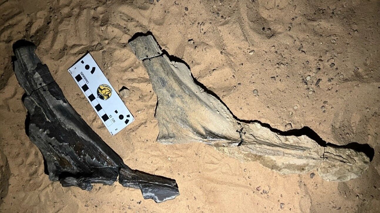 Знайдені скам'янілості динозавра