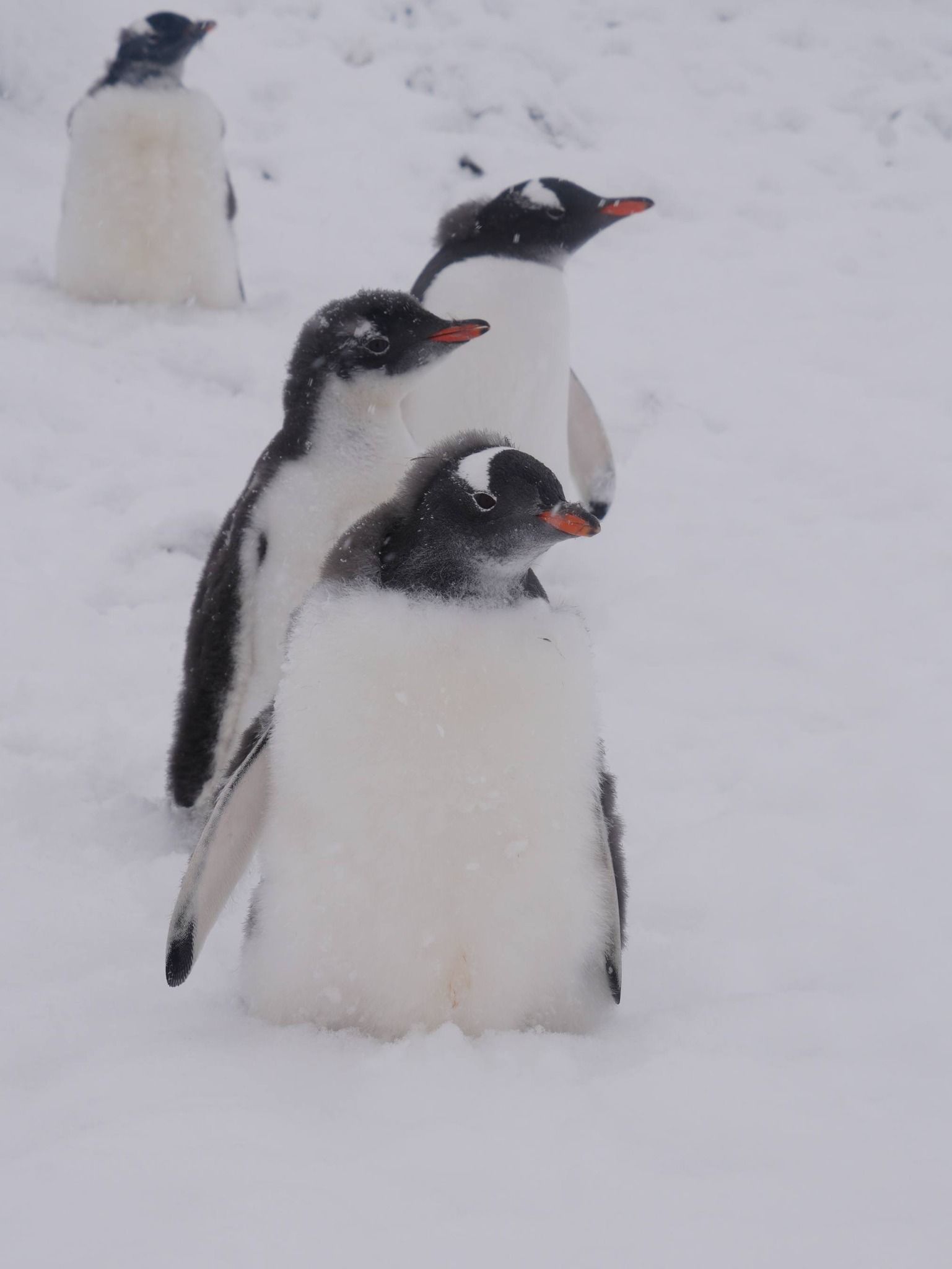 Пінгвіни змінюють пір'я