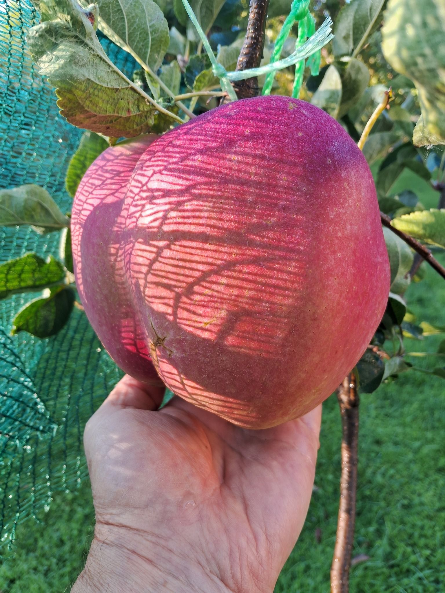 Яблуко на дереві