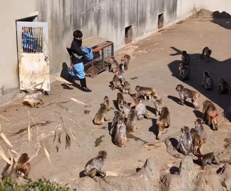 Доглядачі кажуть, що з Панчем усе гаразд