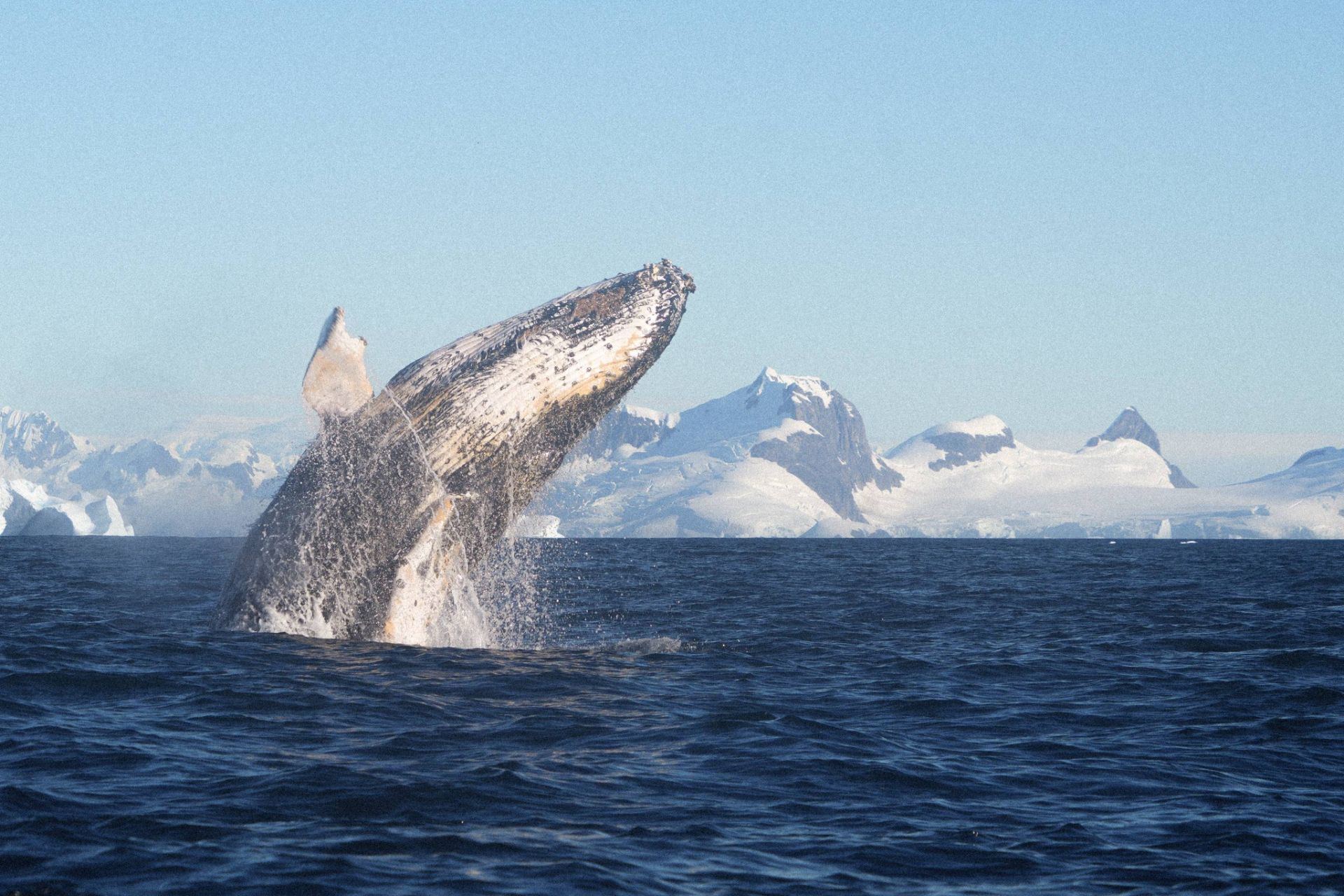 Різні типи стрибків кита