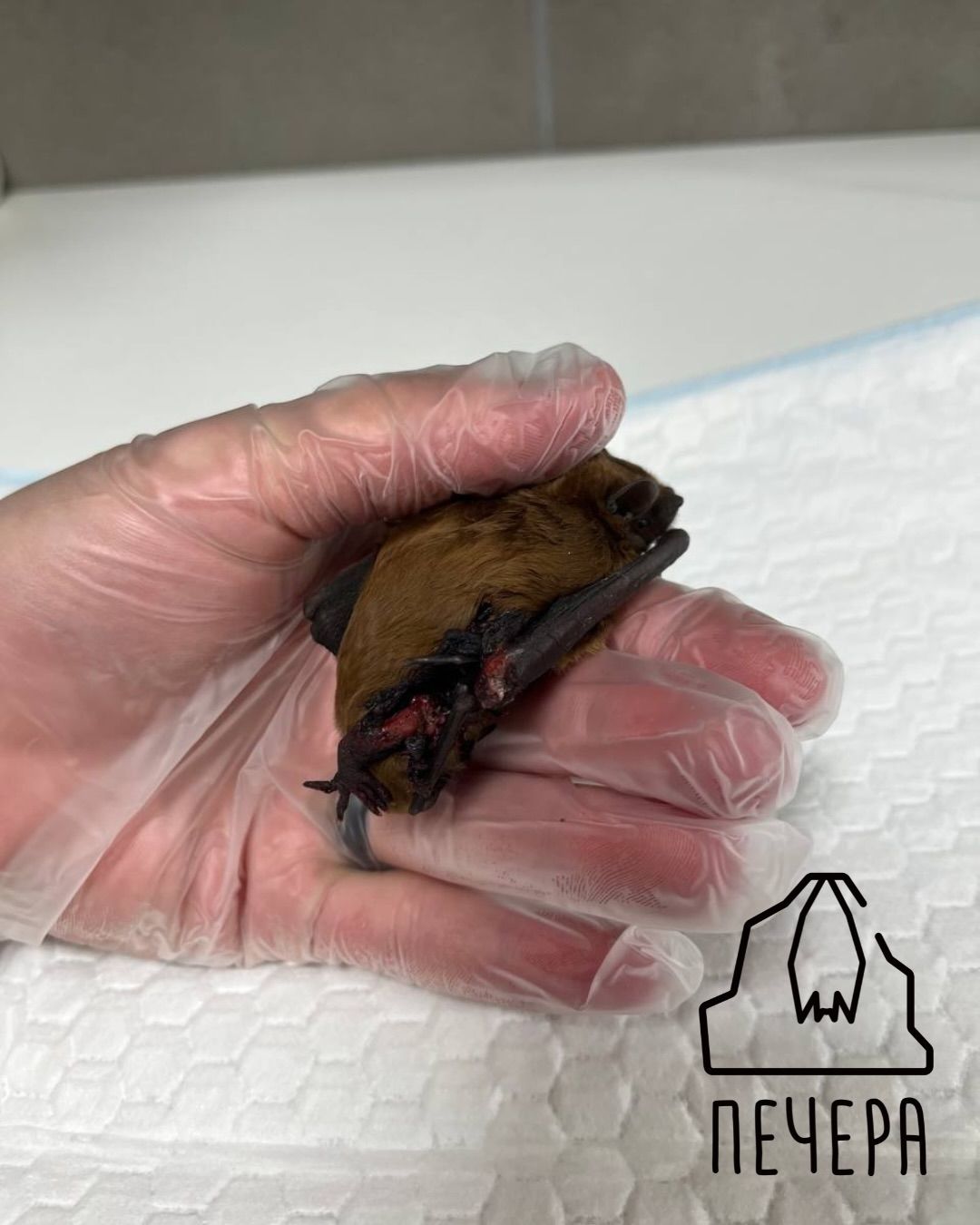 Врятований кажан